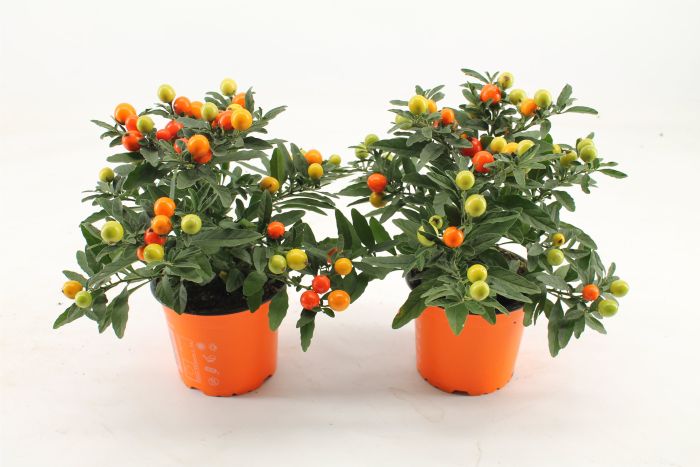 Solanum pseudocapsicum orange