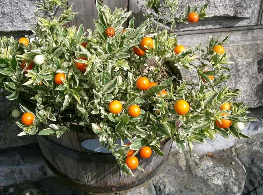 Solanum pseudocapsicum orange - Image 2