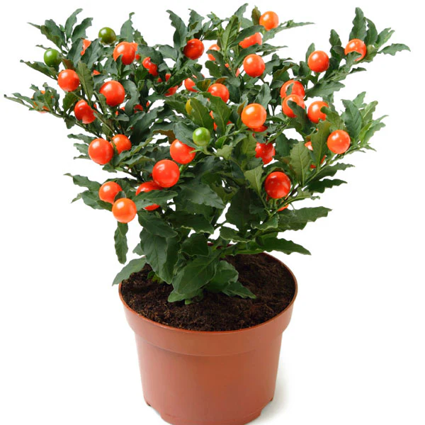 Solanum pseudocapsicum  P12