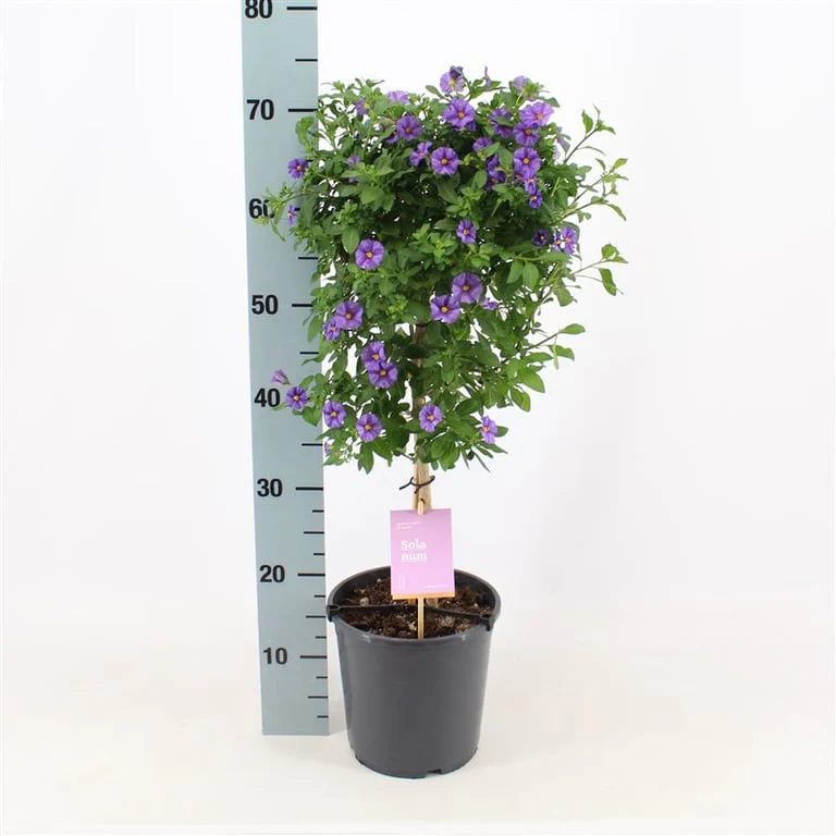 Solanum pseudocapsicum  P19 patio pot
