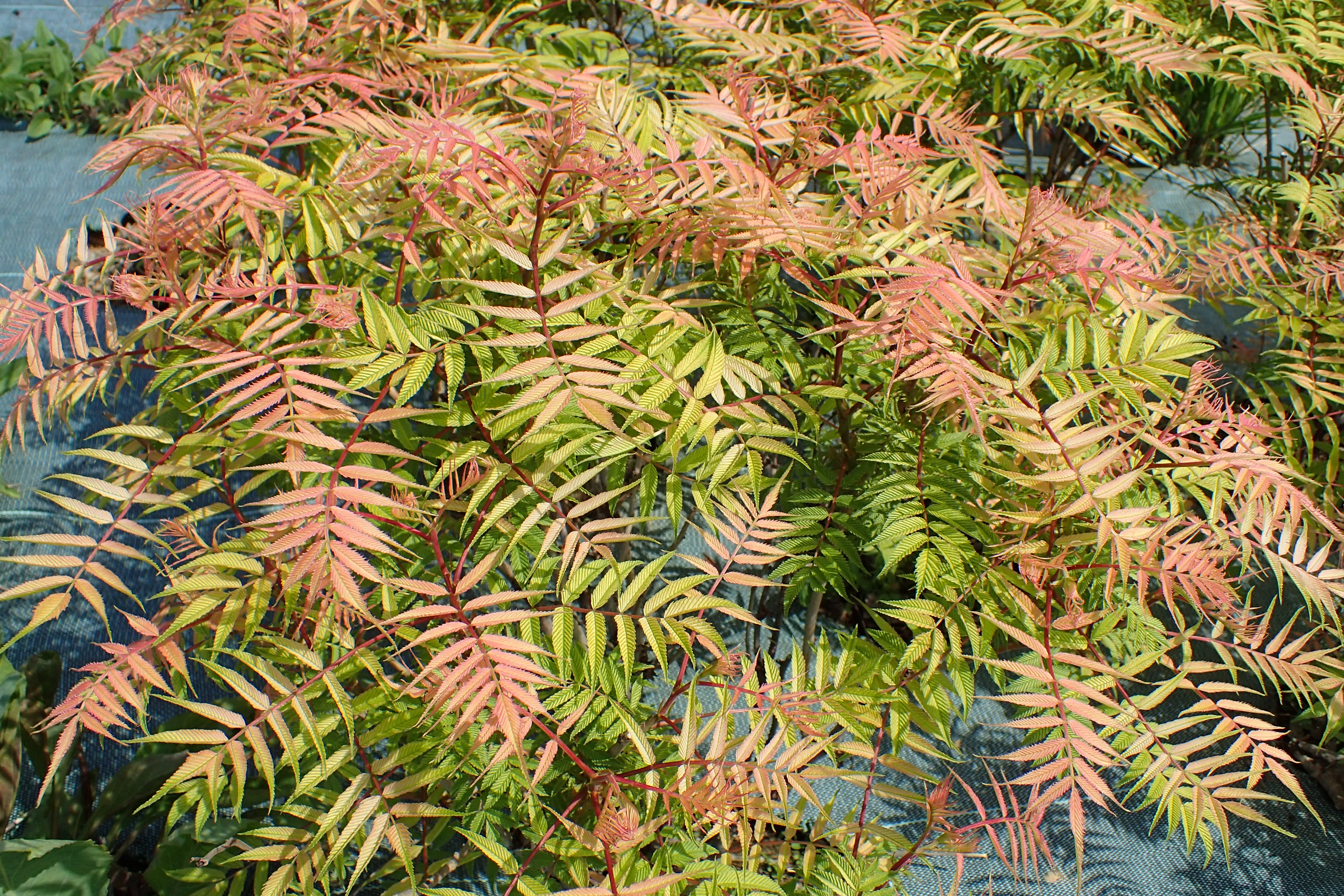 SORBARIA SORBIFOLIA SEM - Image 3