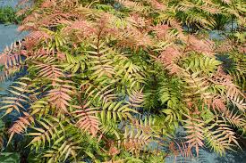 Sorbaria sorbifolia Sem  PVR - Image 3