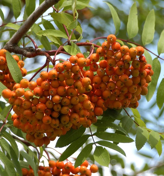 SORBUS AUCUPARIA EDULIS