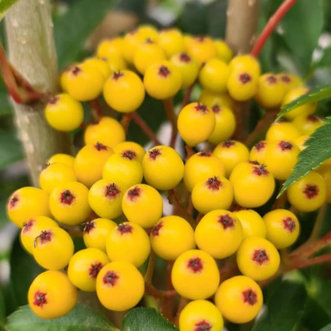 SORBUS AUTUMN SPIRE - Image 4
