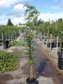 SORBUS COMMIXTA - Image 2