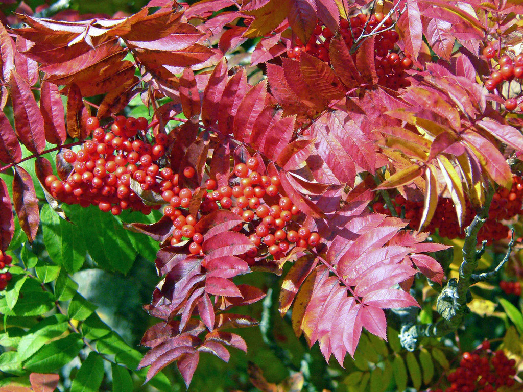 SORBUS COMMIXTA - Image 3