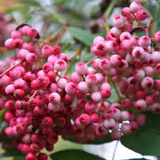 SORBUS HUPEHENSIS