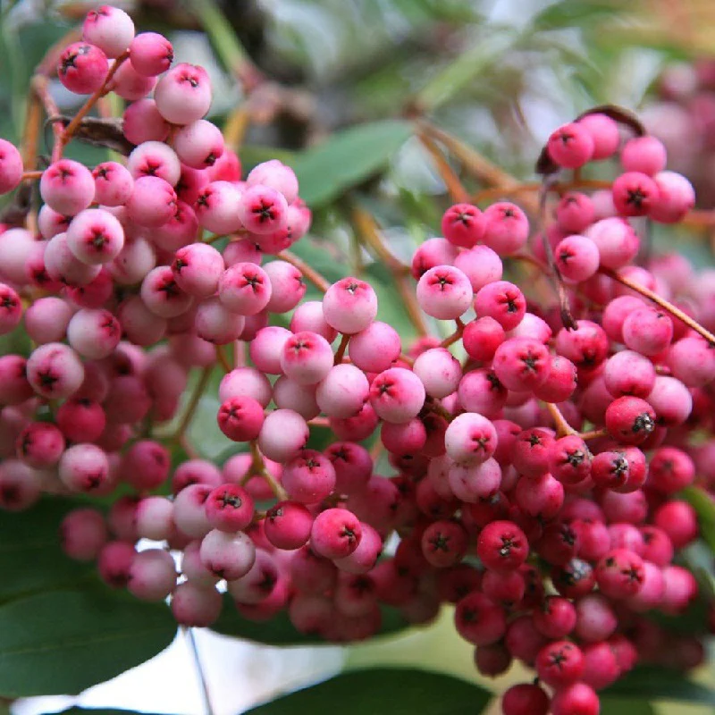 SORBUS HUPEHENSIS NOVEMBER PINK - Image 2