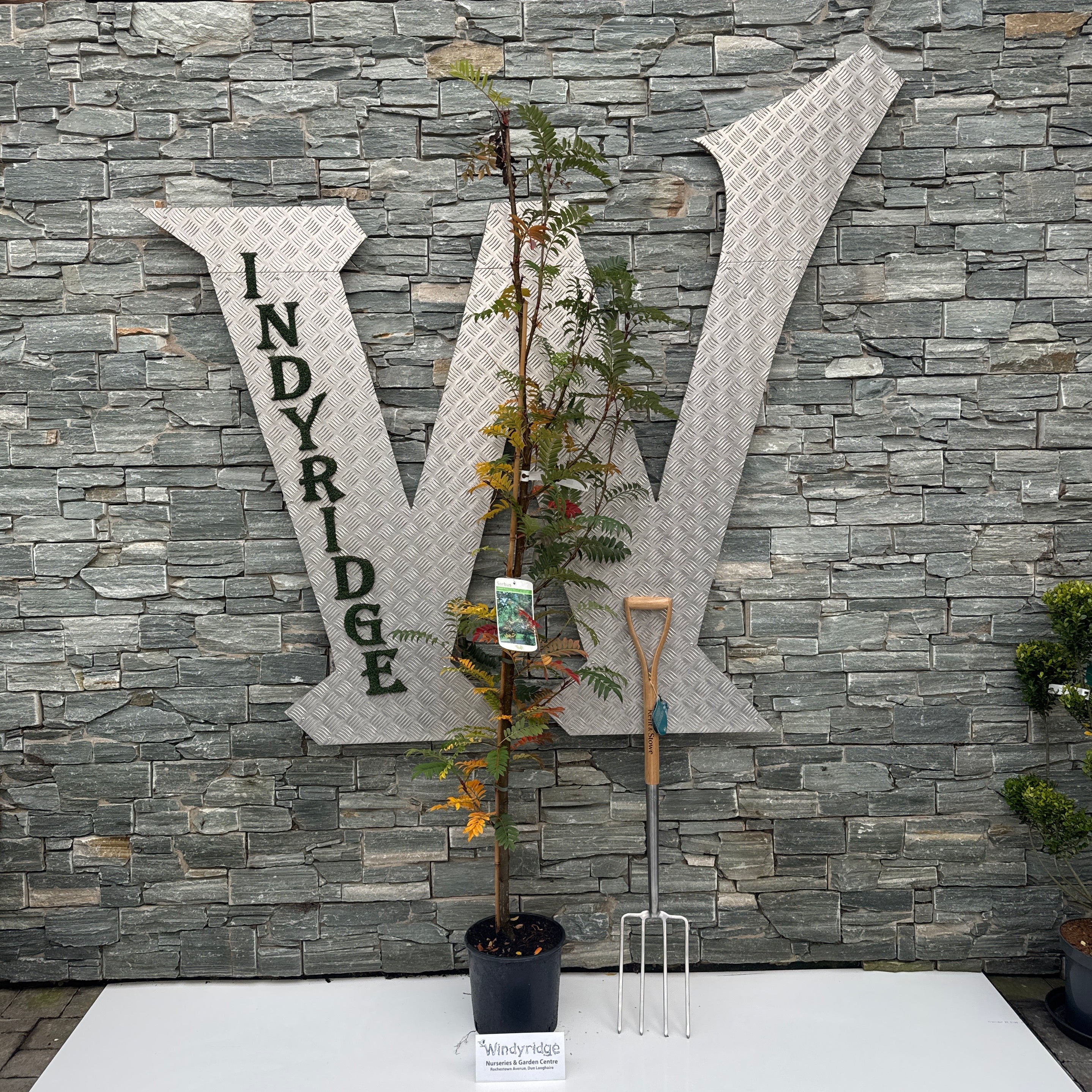 SORBUS JOSEPH ROCK - Image 2