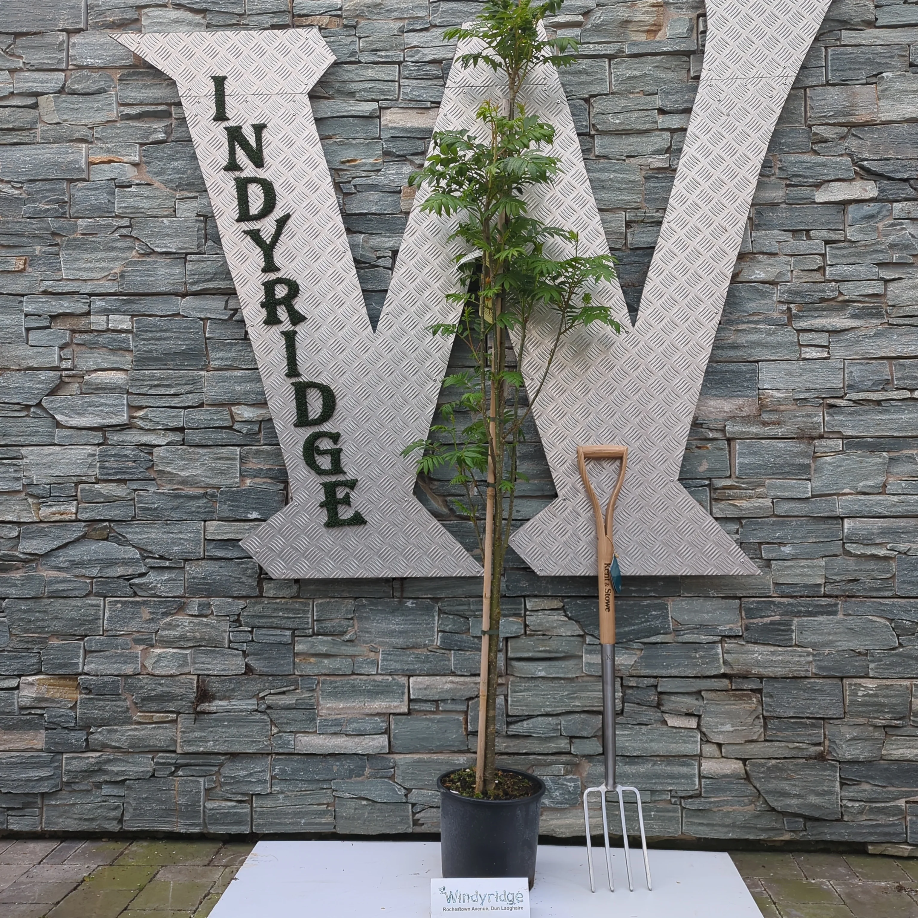 SORBUS JOSEPH ROCK - Image 3