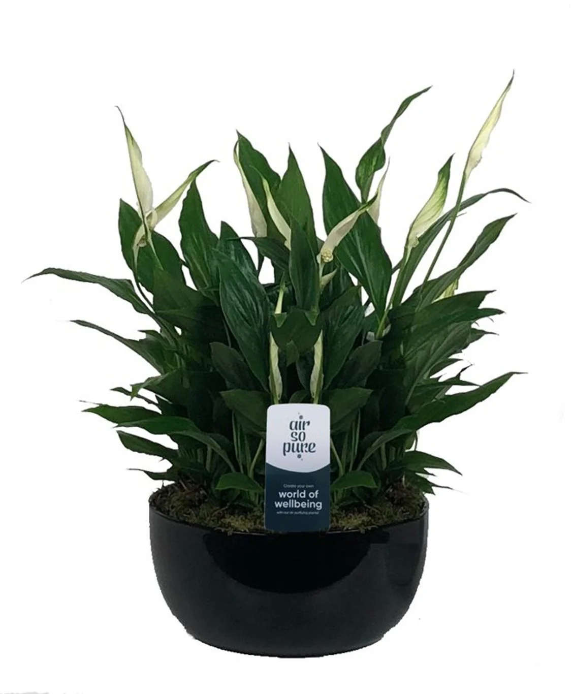 Spathiphyllum 'Pearl Cupido' 20 cm ceramic pot