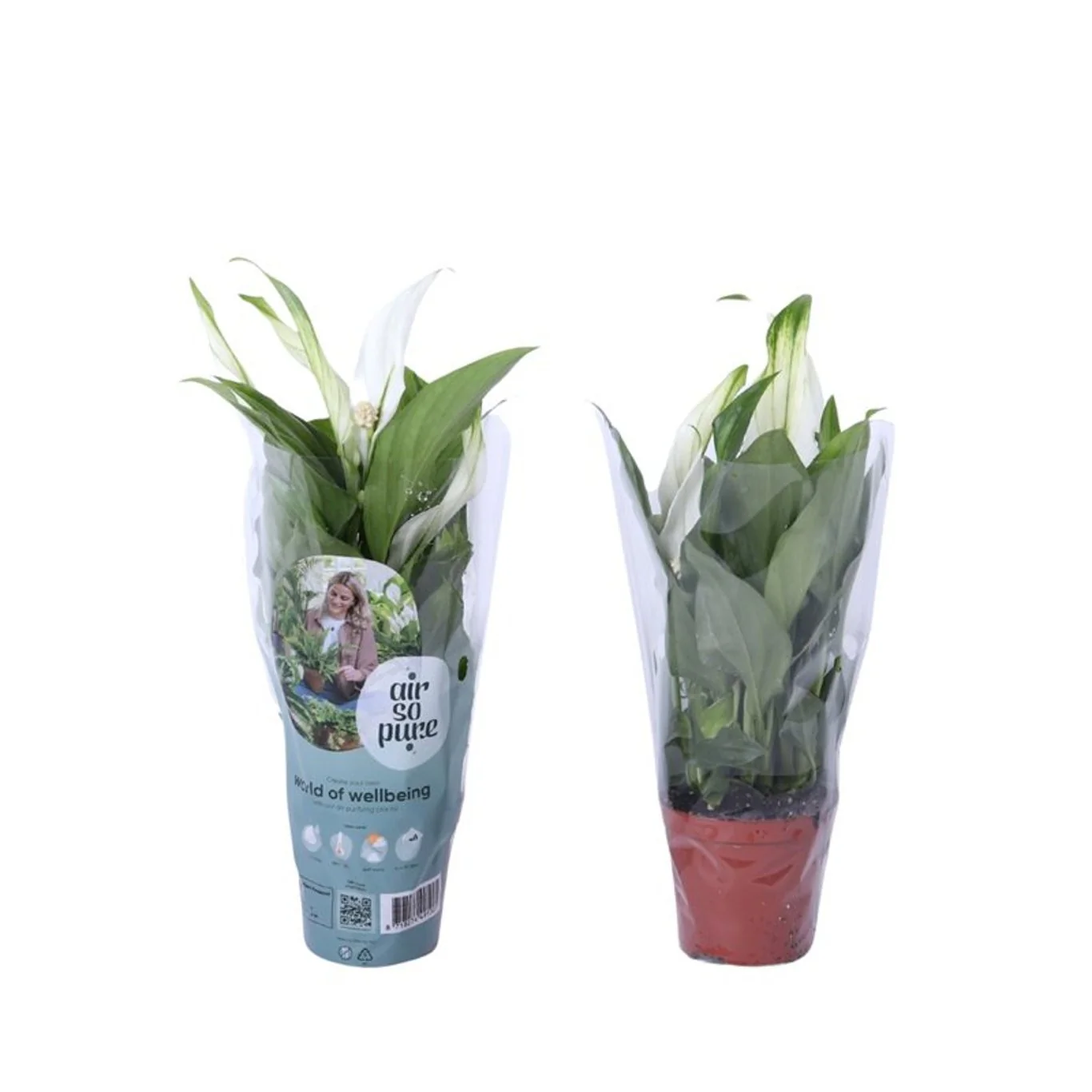 Spathiphyllum Pearl Cupido P7