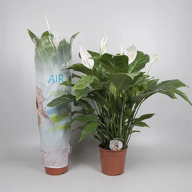 Spathiphyllum Sweet Lauretta P24 - Image 2