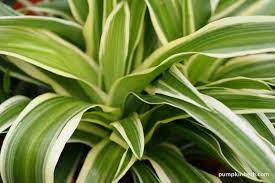 Spider Plant Chlorophytum com. Ocean (10.5cm Pot) - Image 2