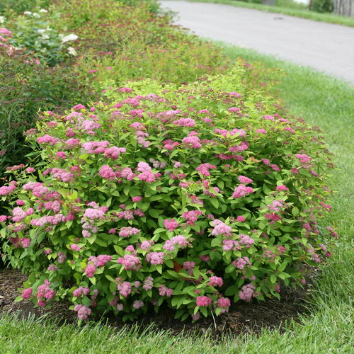Spiraea jap. Double Play Big Bang - Image 3