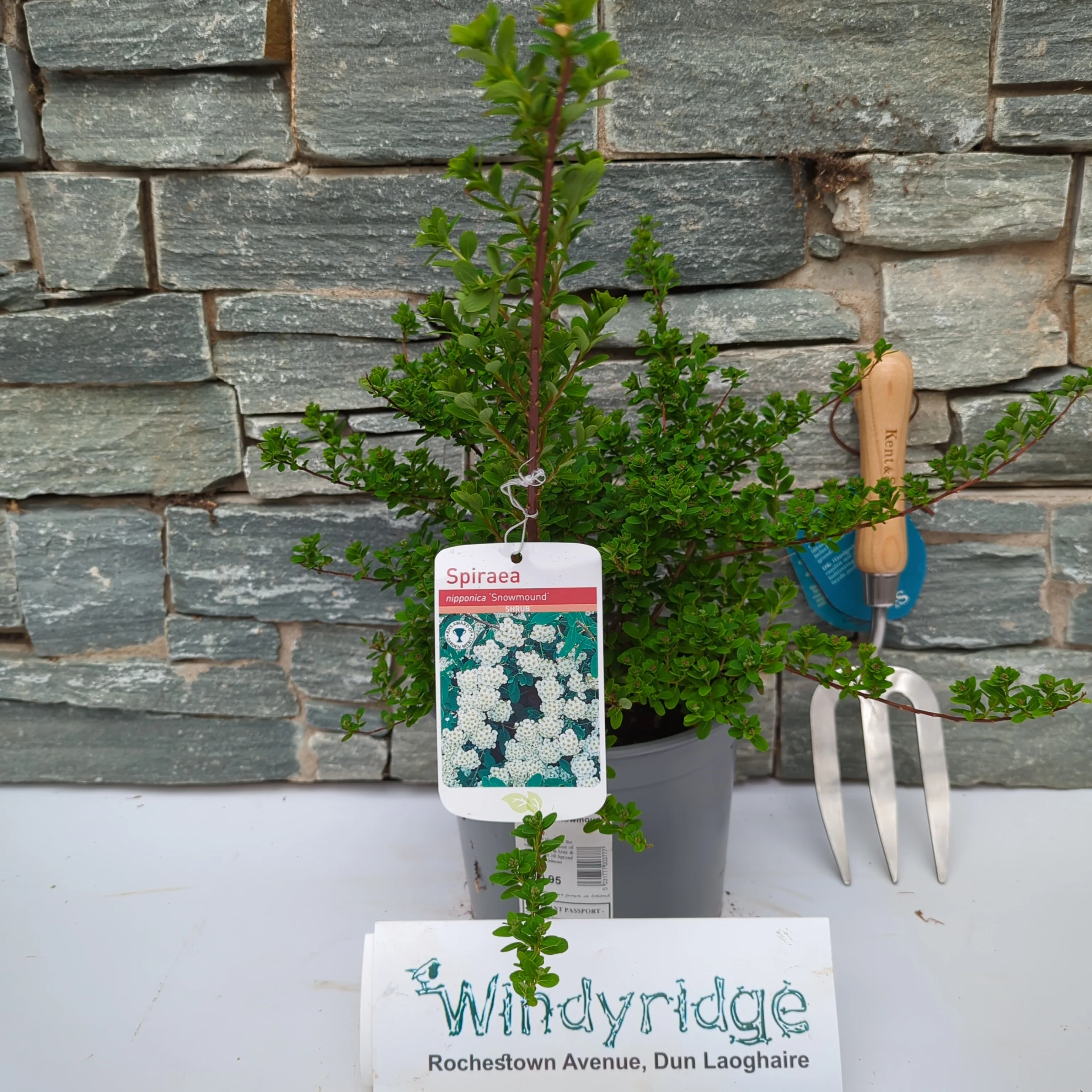 Spiraea Snowmound - Image 3