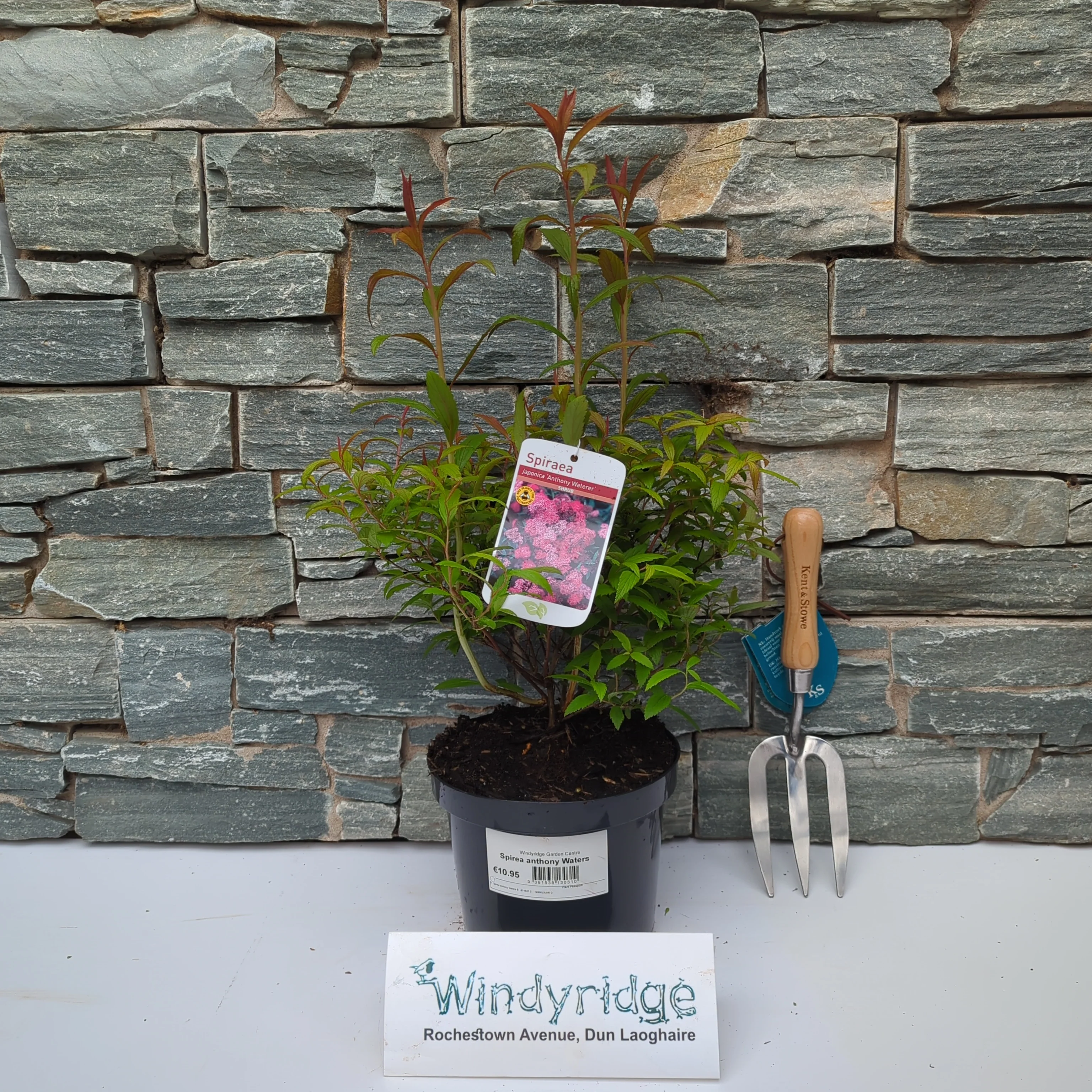Spirea anthony waters - Image 2