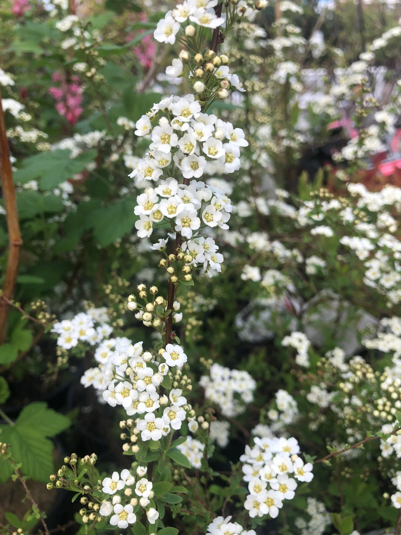 Spirea arguta
