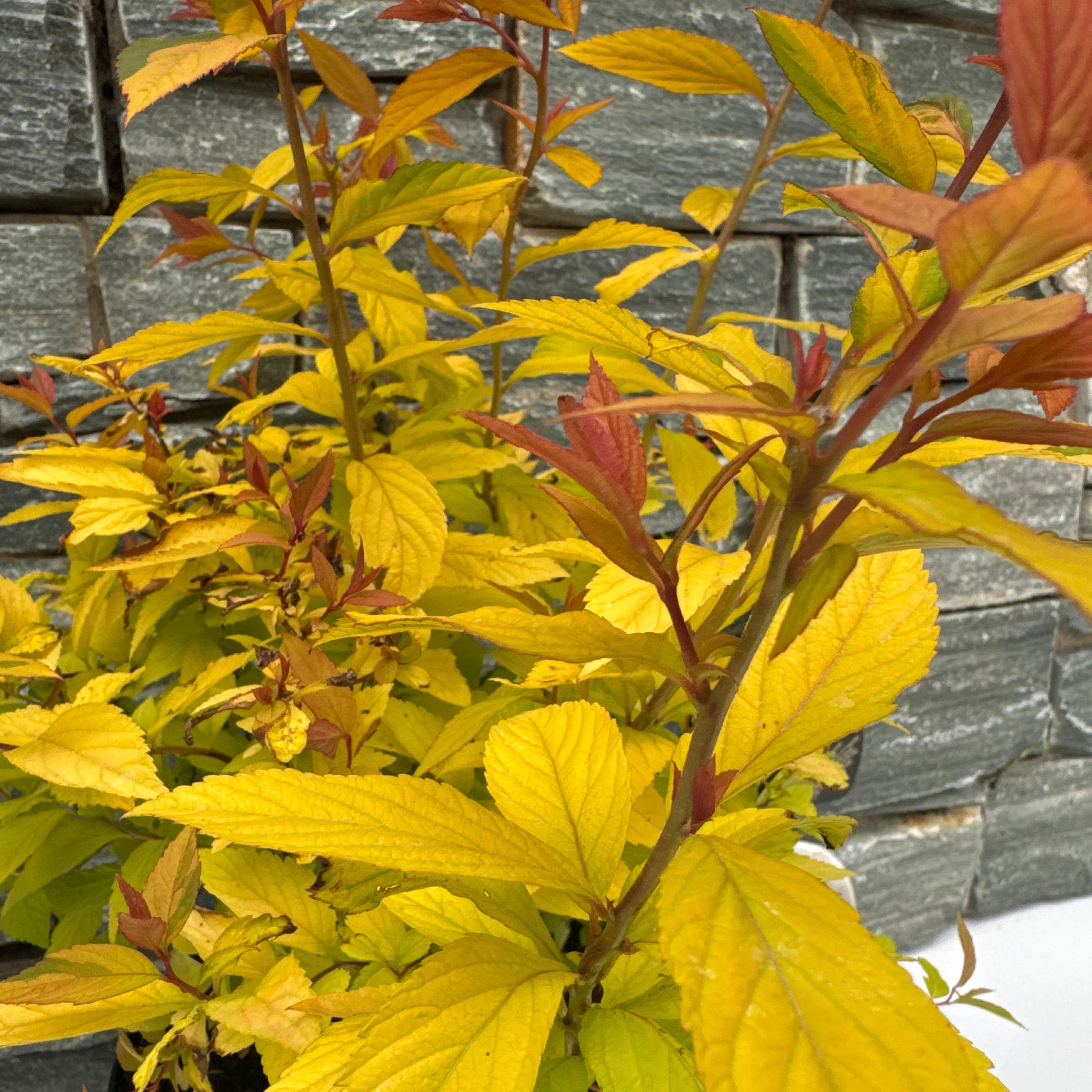 Spirea Gold Flame - Image 2