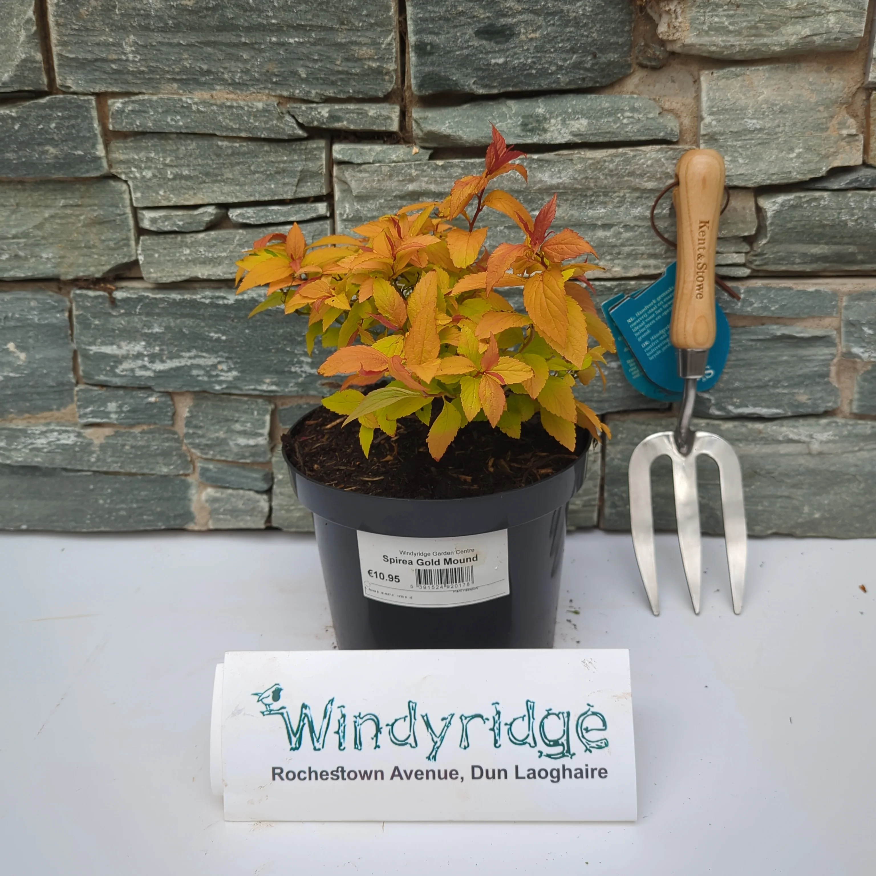 Spirea Gold Mound - Image 2