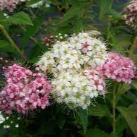 Spirea shirobana 3L - Image 2
