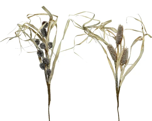 Spray  cornleaf  snow  bristlegrass,   natural pinecones