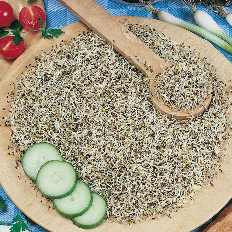 Sprouting Seeds Rocket - Image 3