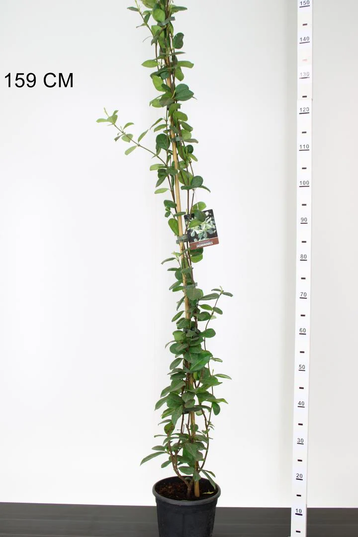 Star Jasmine Trachelospermum jasminoides (19cm Pot) - Image 2