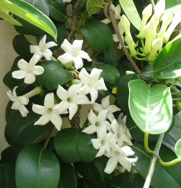 Stephanotis floribunda approx 9-10 flowers in 12cm Pot ( Madagascar Jasmine ) - Image 2