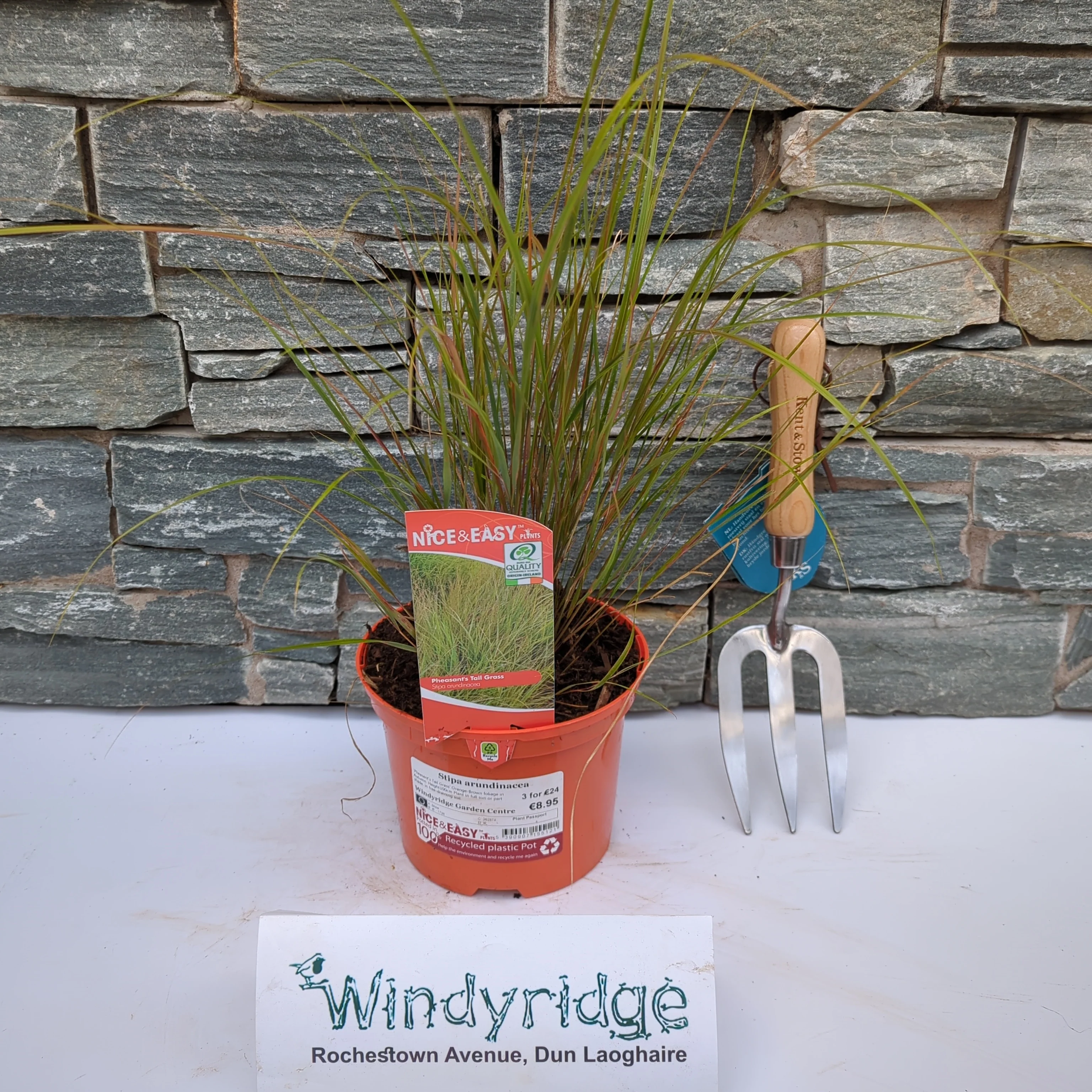 Stipa arundinacea - Image 2