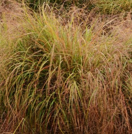 Stipa arundinacea - Image 3