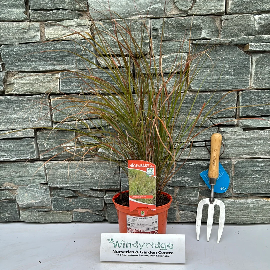 Stipa arundinacea - Image 4