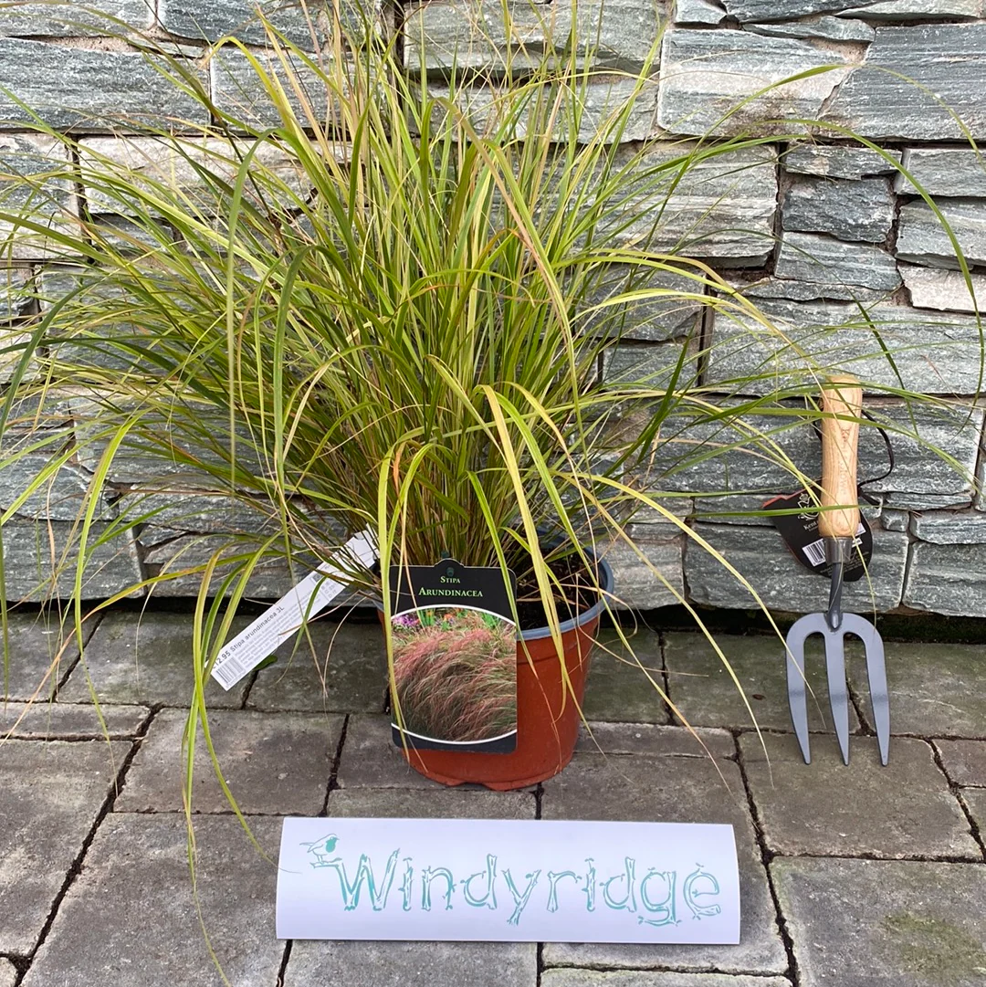 STIPA arundinacea - Image 3