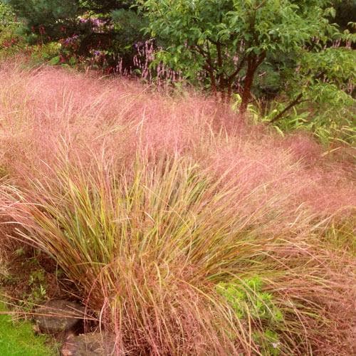 STIPA arundinacea - Image 4