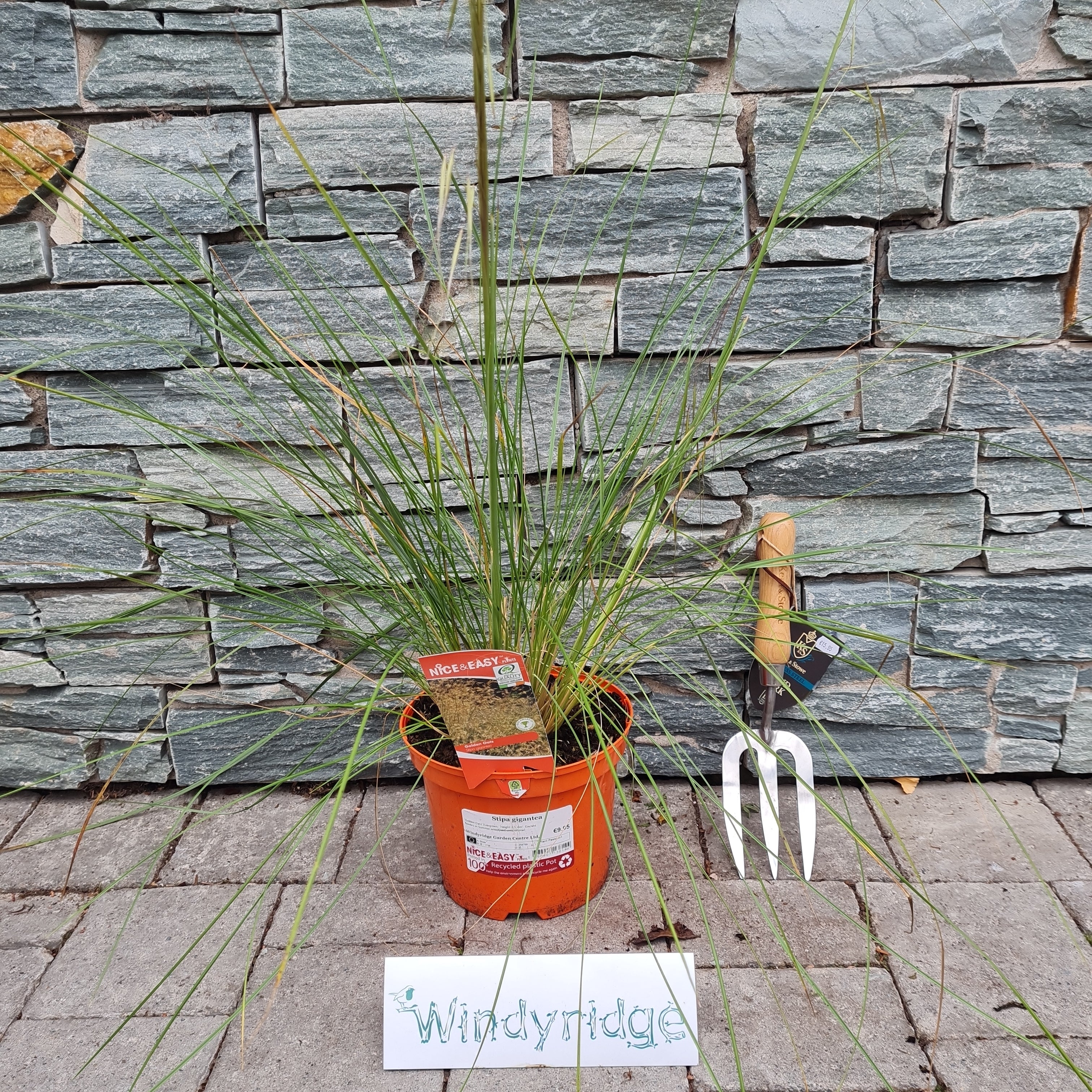 Stipa gigantea - Image 3