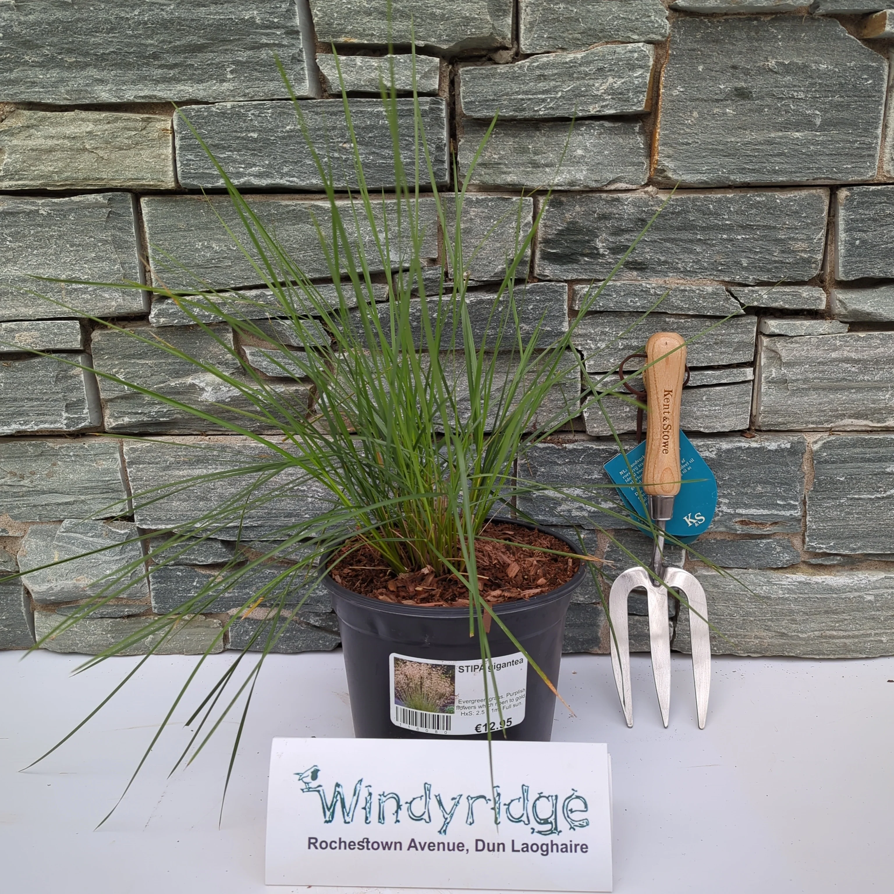 STIPA gigantea - Image 2