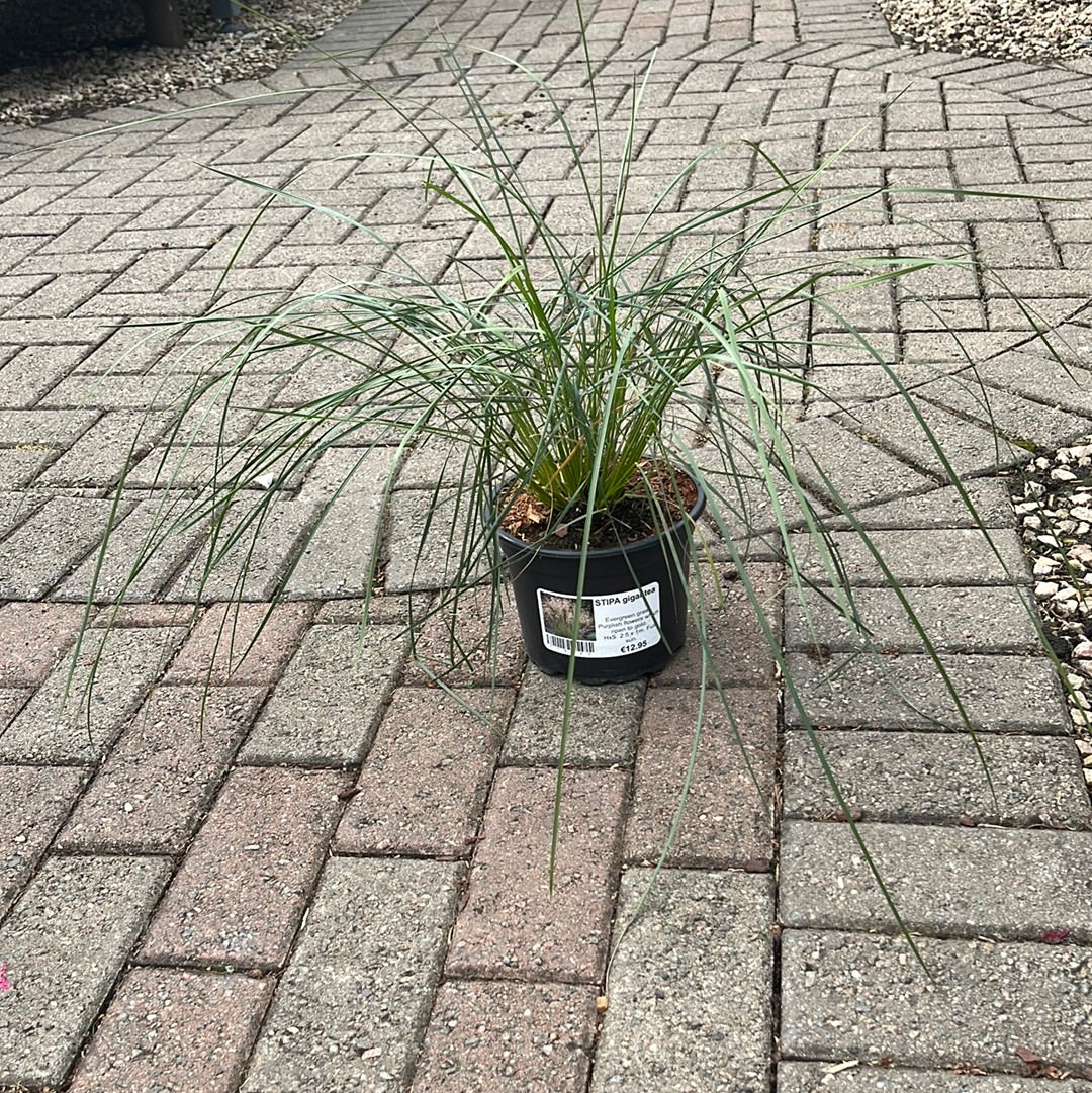 STIPA gigantea - Image 3