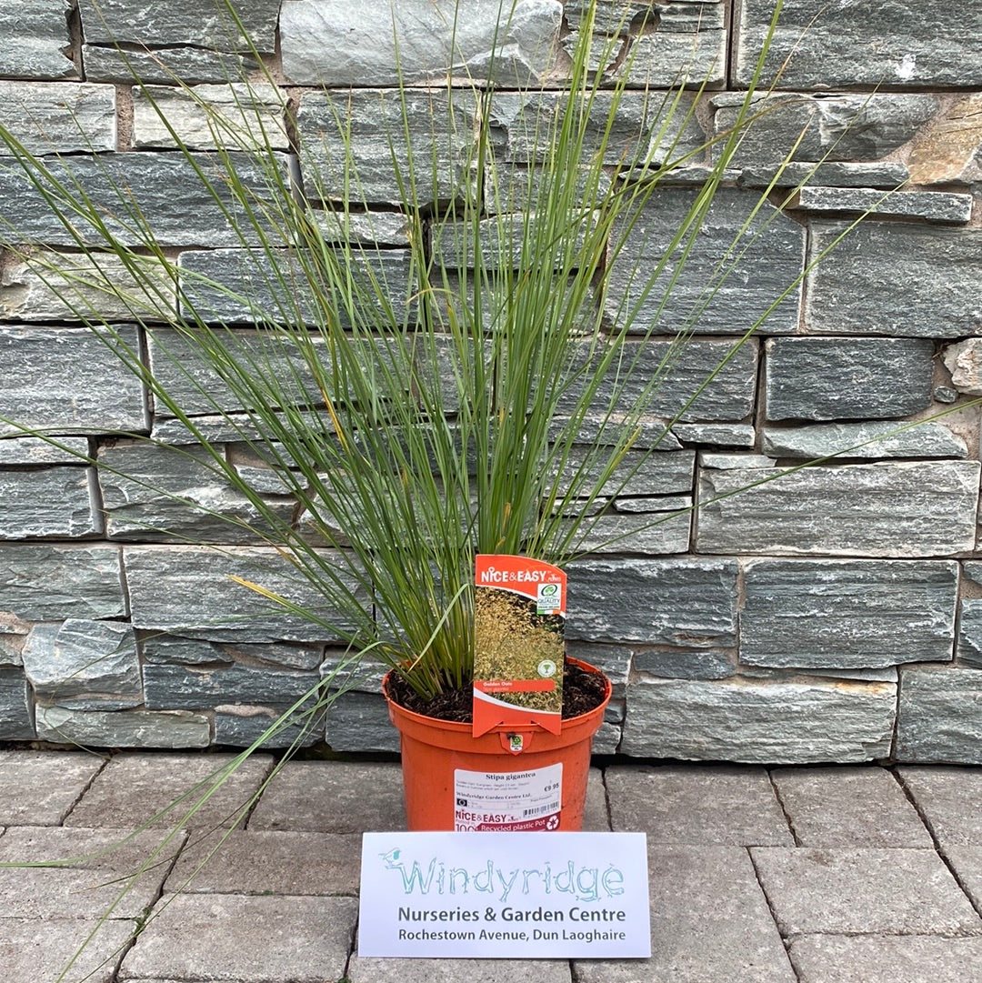 Stipa gigantea - Image 2