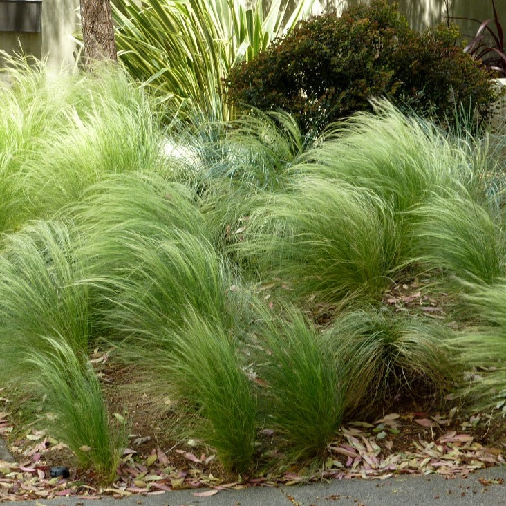 Stipa tenuif. Pony Tails