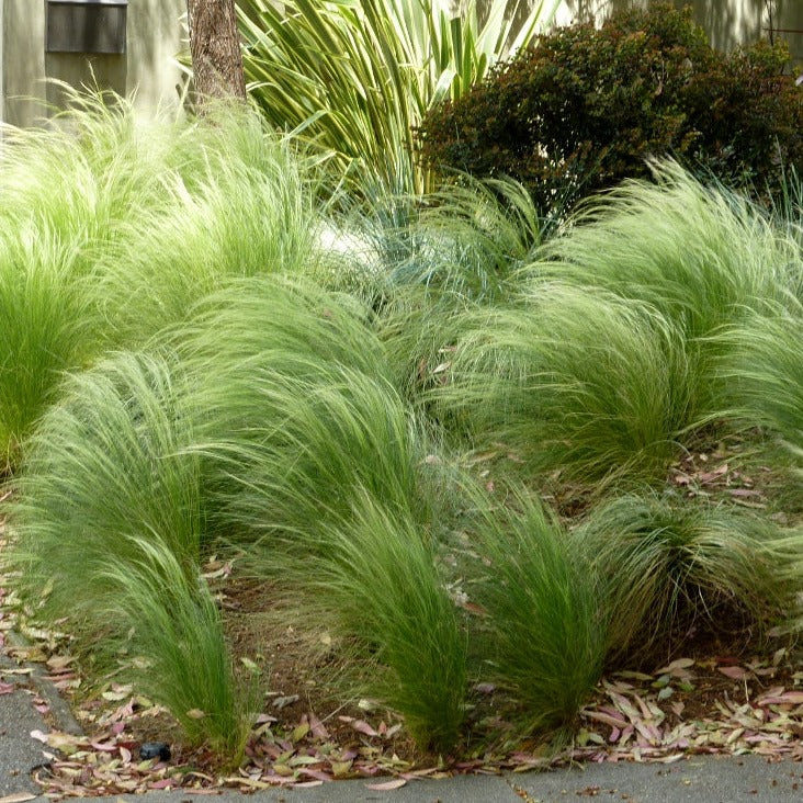 Stipa tenuissima 'Pony Tails' - Image 2