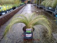STIPA tenuissima Pony Tails - Image 3