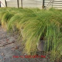 STIPA tenuissima Pony Tails - Image 4