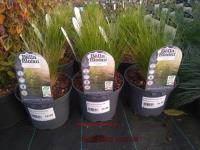 STIPA tenuissima Pony Tails - Image 5