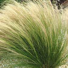 Stipa tenuissima Pony Tails