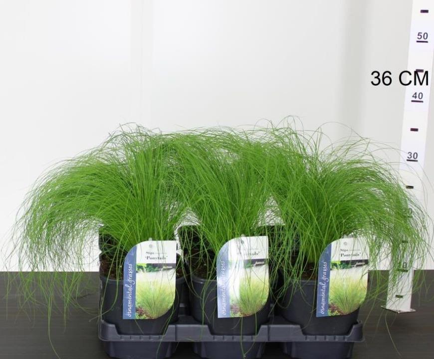 Stipa tenuissima Pony Tails - Image 3