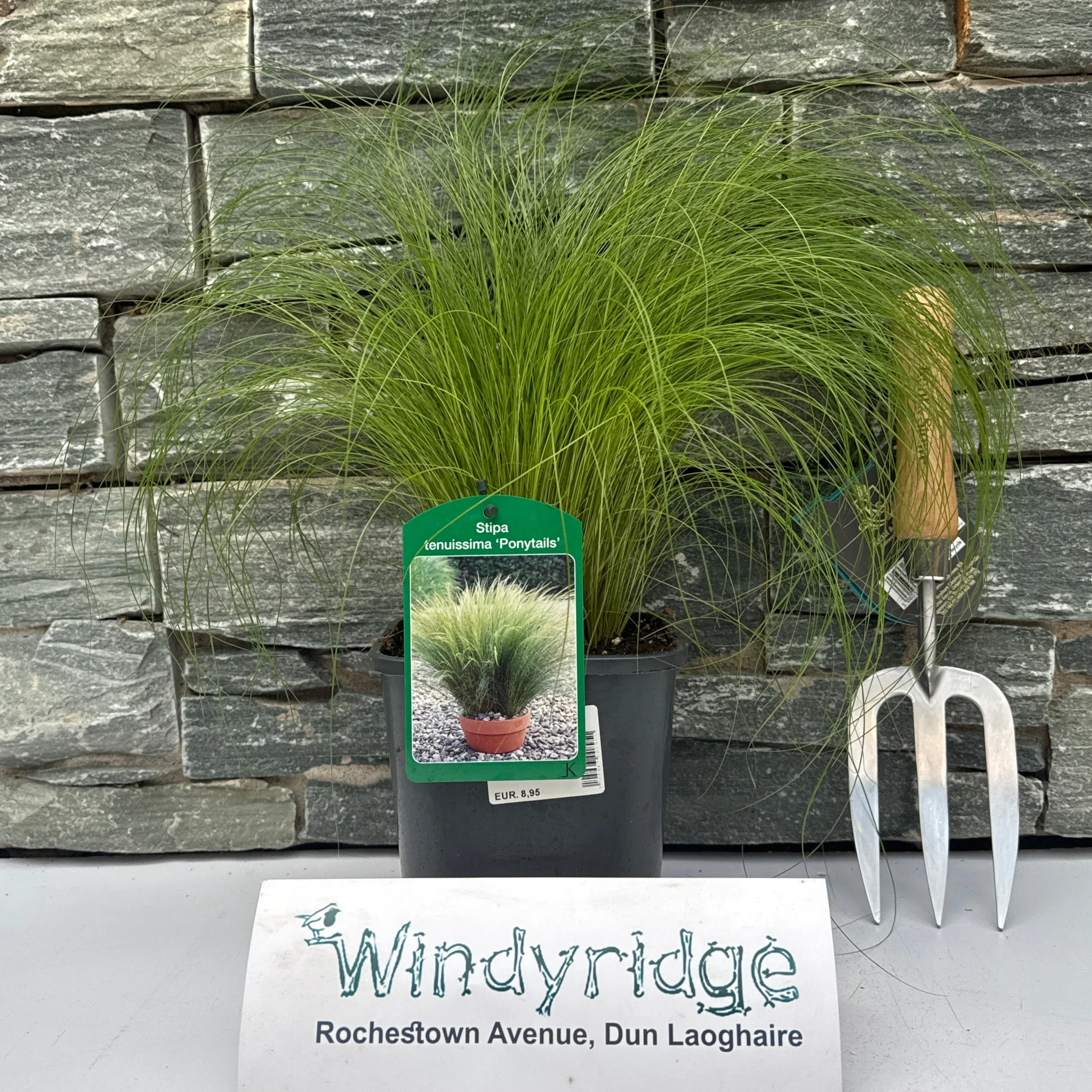 Stipa tenuissima Ponytails - Image 2