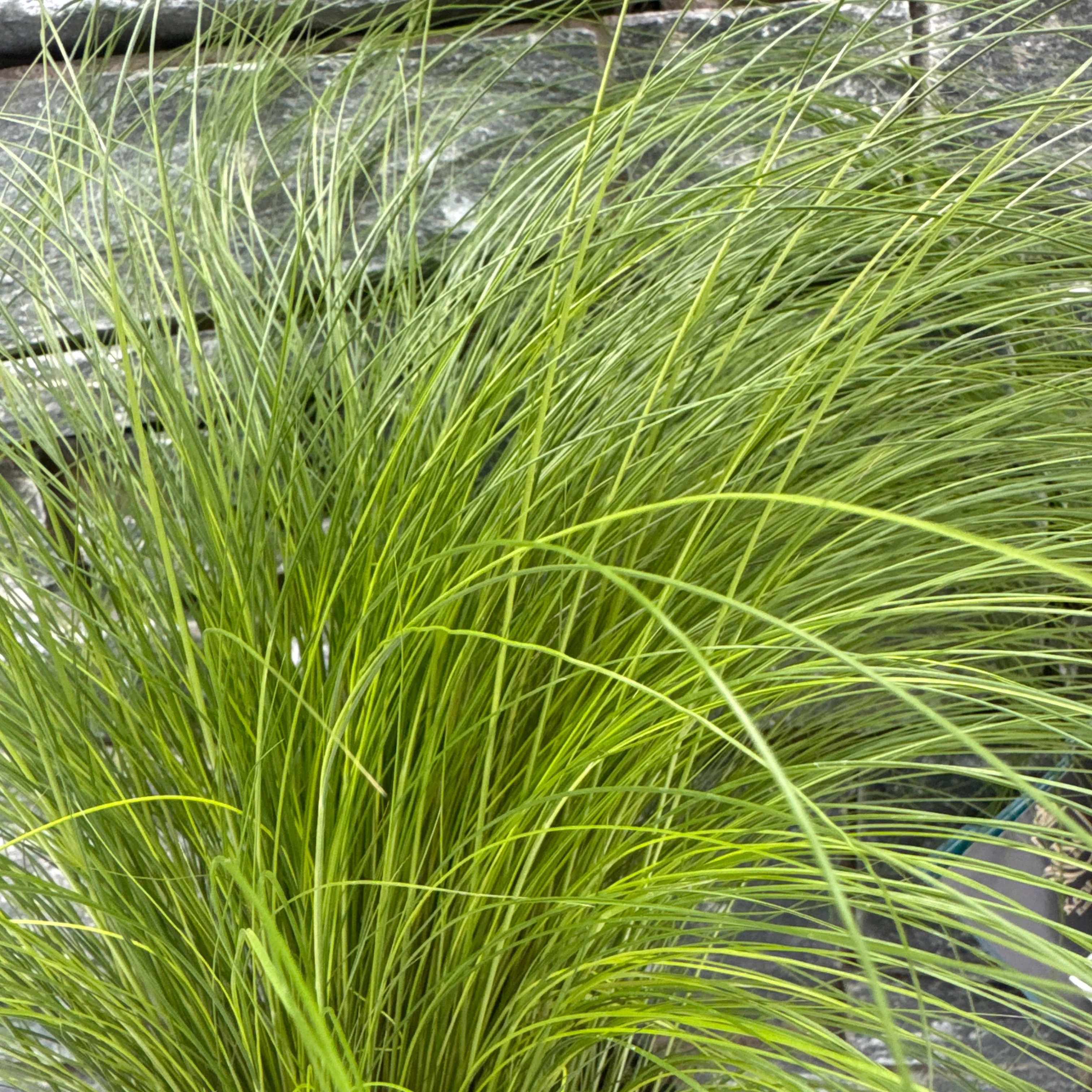 Stipa tenuissima Ponytails - Image 3