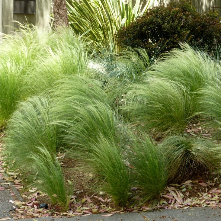 Stipa tenuissima Ponytails