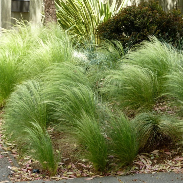 Stipa tenuissima Ponytails 12cm Pot - Image 2