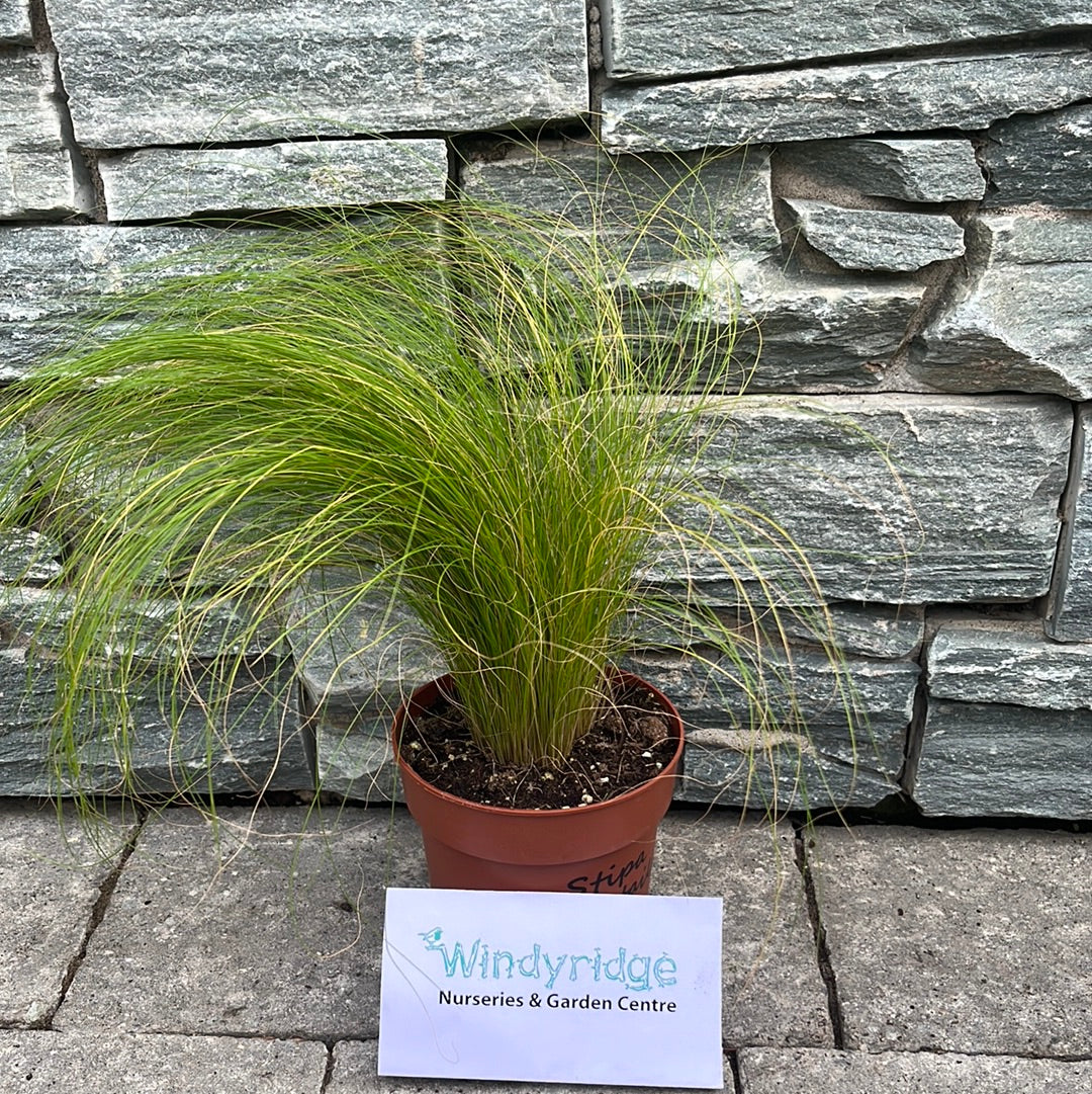 Stipa tenuissima Ponytails 12cm Pot - Image 3